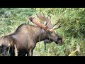 MOOSE ROYALTY | Majestic Monarchs in the Nordic Wilderness