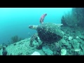 Dive Sites in Coron