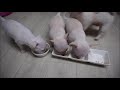 Cute 50 Days Old Chihuahua Puppies 생후 50일 장난꾸러기 치와와 강아지 네마리