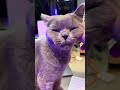 Blue British Shorthair Kitten 8 months old