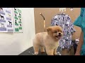 Dog Grooming Tutorial | Pomeranian Dog Hair Cut | How to Cut Dog Hair at Home | Dog Lover