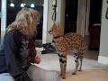 Kyan the Serval and his mom Linda