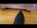 black cat flattens out to fit under furniture