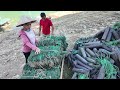 The girl set a trap overnight and caught a lot of frogs to sell - the girl made a living on the lake