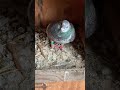 New pigeon eggs + update