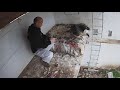 The story of Bearded Vulture BG1055 - what is takes to breed chicks in captivity