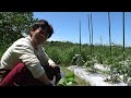 【余談病】これで最後になるかもしれません【カーメン君の畑】【家庭菜園】【園芸】【ガーデニング】