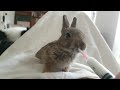 hungry baby rabbit