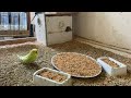 12 Minute Budgies Sounds, Budgies Feeding Time Relax ASMR HD 4K 60FPS