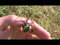Handling LARGE Garden Spider