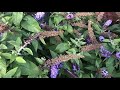 🦋 PUGSTER BLUE BUTTERFLY BUSH BY PROVEN WINNERS | HOW TO PLANT AND CARE