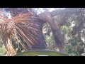 Tree Climber cleaning dangerous hanging limbs from a pine tree