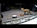 Urban foxes: Mum emptying a food bowl