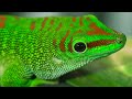 Plannet Animals 8K ULTRA HD - Wild Animals of Rainforest With Calming Music