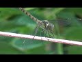 LA LIBELLULA E LA FORMICA -THE DRAGONFLAY AND THE ANT TAKEN WITH A 60 X LENS