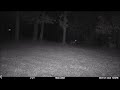 Coyotes moving by