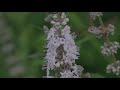 Hummingbird hawk-moth Macroglossum stellatarum, Greece