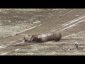 A-10 Warthogs Target Practice On Humvees • Slow Mo Hits