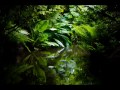 Get To Sleep Fast - Best Amazon Rainforest Relaxation. Jungle Chillout Concentrate (Part 2)