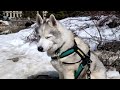 Watch My Husky Discover The World's Most Breathtaking Lake!