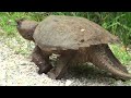 Snapping Turtle