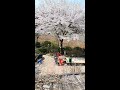 방구석 벚꽃구경