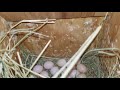 EGG TIME GOULDIAN FINCHES