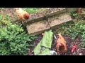 Beautiful hens 2017