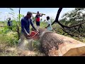 Blackened... Cut down 2 old trembesi trees in the middle of the rice fields.