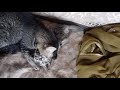 Mama Cat 🐈 Chocks The Neck Of Her Baby Kitten 😸 Then Licking It 😋