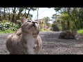 【猫×ジャズ🐈1st~10th 総集編3時間】猫歩き 癒しの猫島 猫も子猫も仲良く一緒 Cat Island in JAPAN Omnibus. Japan’s paradise cat island