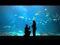 4K 📸 Georgia Aquarium Proposal 💥