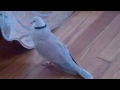 Laughing ringneck with bow-cooing