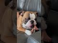 Funny and Cute English Bulldog wiggles her butt