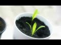 Marigold - Calendula Officinalis - 1 week growing time-lapse