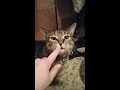 Cat attempts to eat cheese 😺🧀