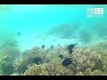 Snorkeling in Pass Island, Coron