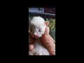 baby kitten  just born!!!