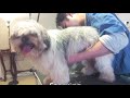 How to Groom a Matted Shih Tzu