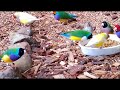 Stunning Lady Gouldian Finches feeding
