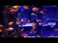AMMONIA In Aquarium - HOW TO FIX IT FAST !? NEW  Fish tank
