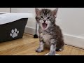 How to Litter Train a Kitten - In Just 2 Steps!