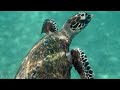 Underwater World 4K - Incredible Colorful Ocean Life | Marine Life | Scenic Relaxation Film