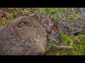 Tasmania Documentary 4K | Wildlife | Australia Landscapes and Nature | Original Documentary