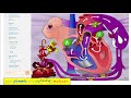 Fetal Circulation - Explained Clearly - Biology