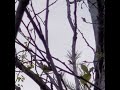 Unknown Bird Singing Multiple Songs