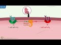 Adenylyl Cyclase - cAMP Pathway || Gs and Gi Protein Pathway