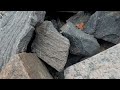 Gold in Parry Sound?? - Rockhounding in Ontario