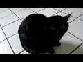 Black cat hiss