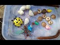hunt and find flat snails, albino snails, millipedes, hermit crabs, beetles, ants